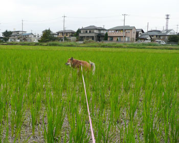 ���̃g�C���͍L��