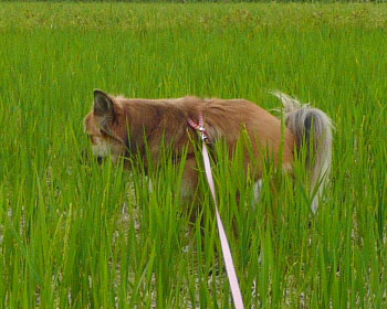 ����Ȃ̂ɂ���܂�