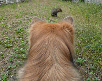 �����肵�ăl�R�������������茩�w