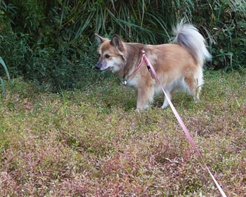 ���ɂ������Ǒ����݂�