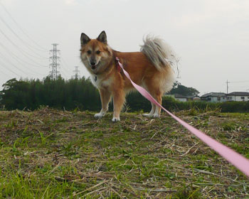 ����̂�������𔭌����ē����Ȃ��Ȃ�