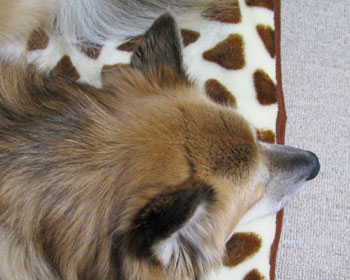 �p�ɓ�����������ĐQ�Ă�����Q�Ȃ��ł���