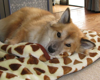 �H�p�ѕz���o�܂���