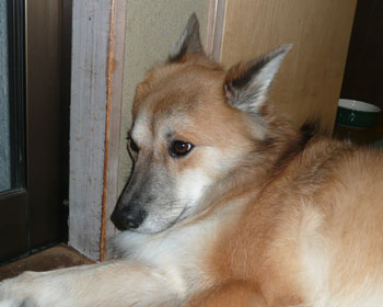 ����Ȃ�Q�Ȃ����Ȃ���