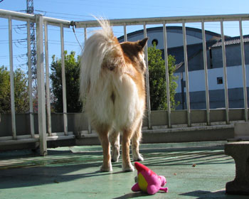 �A��čs���̂ɒu���Y���_�C�i�\�[�N