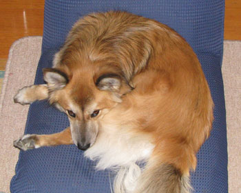 ���邭��V�[�Y���{��