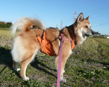 ��I�悯�ɖ����������Ė��f