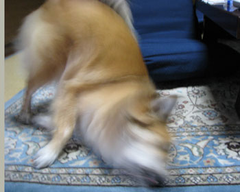 �z�b�g�J�[�y�b�g���o����S���S��������