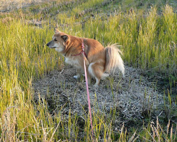 �����ƌ����ł��Ă���