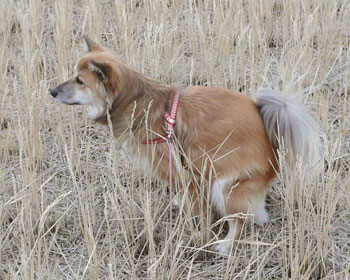 �΂̗t���ς������Ă���