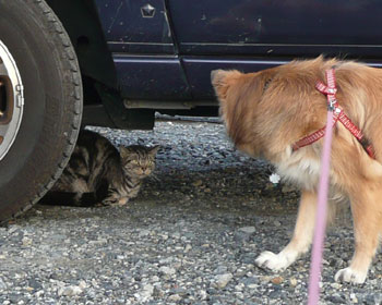 �Ԃ̉��͕K���m�F