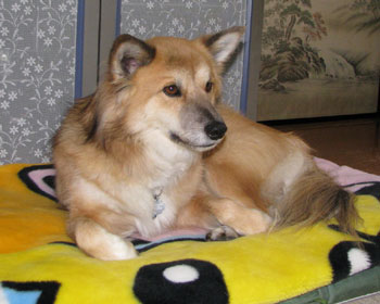 �^�~�p�̃|�P�����ѕz���o�܂���