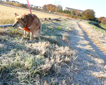 �`�[�ŗn����