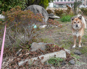 �����Ă�������