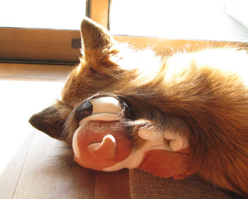 �������̂ŁA���傤�ł��̉Ƃɗ��ĂT�N����