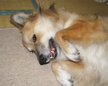 �T�΂ł��Ȃł�ꂽ��