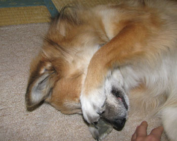 �Ȃ����r���ł����Ȃ�