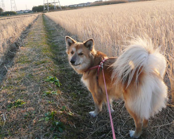 ���̓����D��