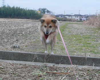 �ł���ׂΈӊO�Ɋy��