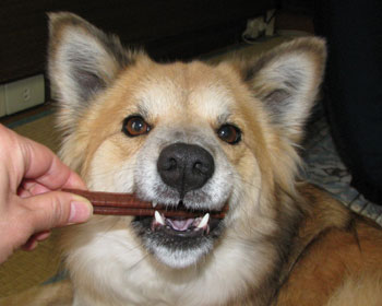 ���傤�̂���͑傫��