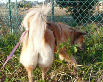 ���K�����傤����u���}�[�J�b�g�ɂ��ꂽ