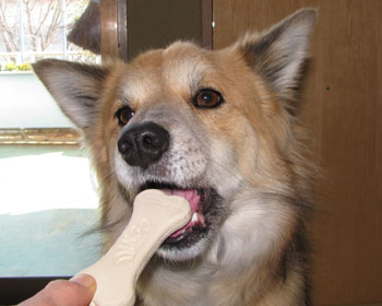 �����A���N�ʂɐV�����n�~�K�L��������炤