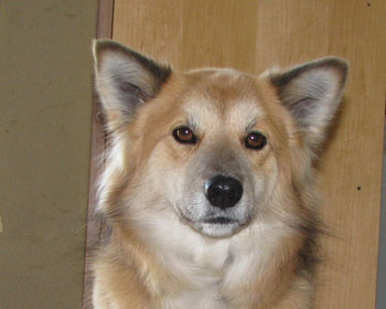 ���Ȃ���̖�