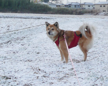 �c��ڂ͐�������x��