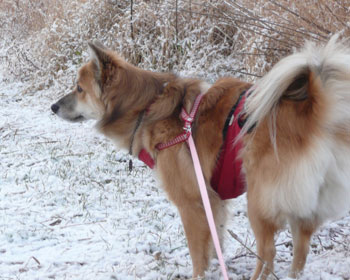 �ፑ�ɐ��܂ꂽ��������