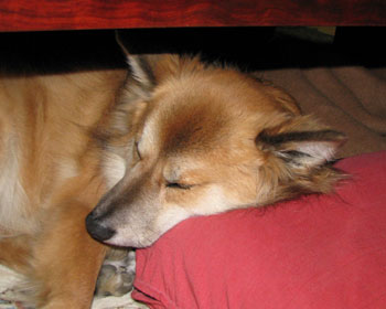 ��J���Ăł����֎q�𖍂ɂ���