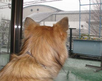 �Ⴊ�~���Ă��Ă��ꂵ��