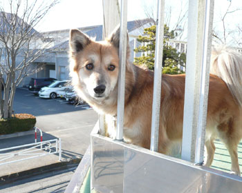 �����Ԑ�