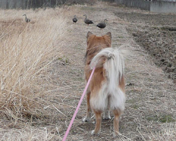 �J���K�����񂪑����Ă���