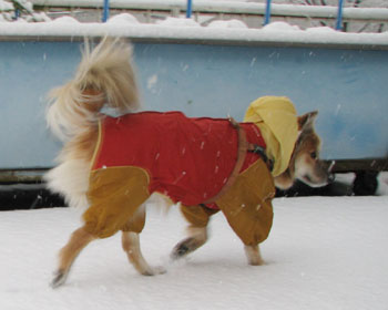 �J�b�p�𒅂ĂĂ�������������