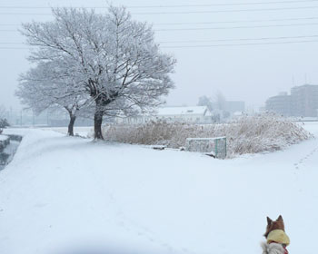 �c��ڂ��ʐ��E�ɂȂ��Ă���