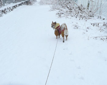 �S�{���͈��H�ɋ���