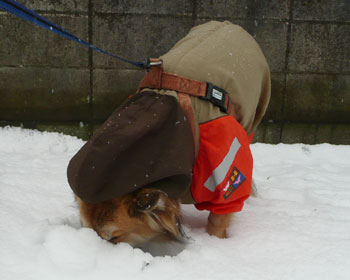 ���ڂ���