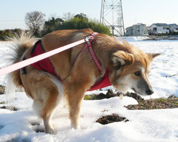 �ߌ�͗n���Ă����̂łȂ񂾂����݂���