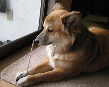 ����΂����Q�b�g����