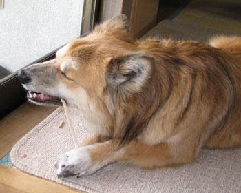 ���̂ւ񂪂�������