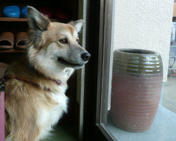 �K���������Ă���a�@�ɘA�s���ꂽ