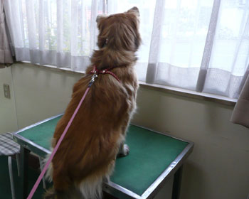 ���邳���̂ł̂���ꂽ