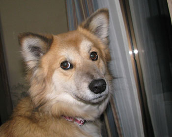 �s���N�̎�ւ͕a�@��p�������炵��