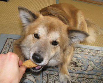 �V���������