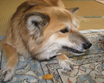 �A�[�����h��������������