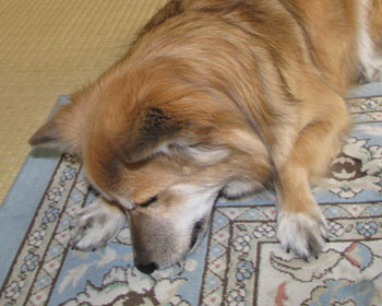 �����������̂�u�������Ƃ̓J�[�y�b�g����������