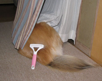 �u���V���C���ŉB���