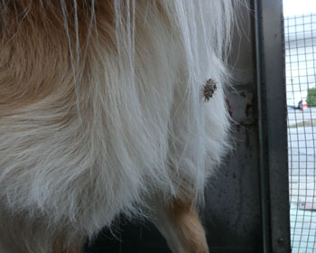 �U���ŃI�i���~�̂��݂₰