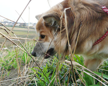 �V�΂��ނ��ڂ�H��