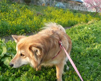 �؂̉ԋL�O�̃`�[